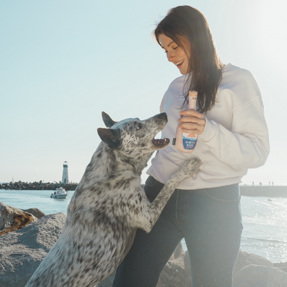 Hampton Water Bubbly Dog Toy